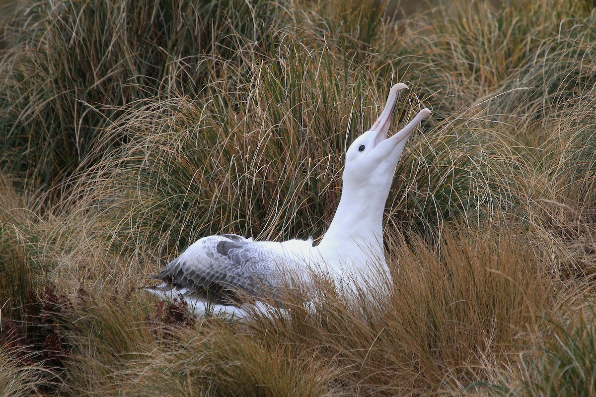 Southern Royal Albatross - Stephen Gast