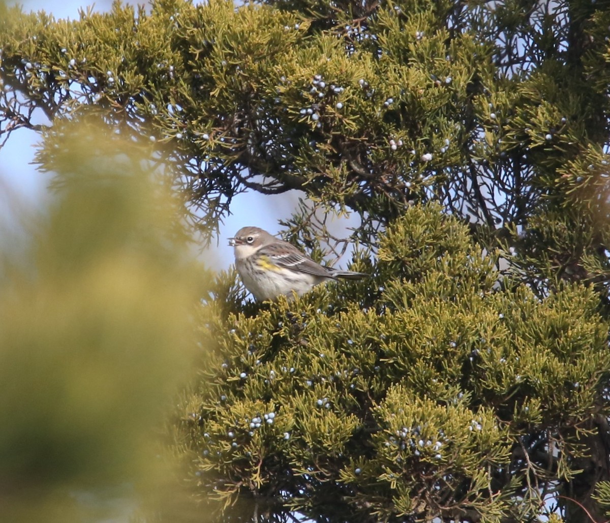 Yellow-rumped Warbler (Myrtle) - ML646798810