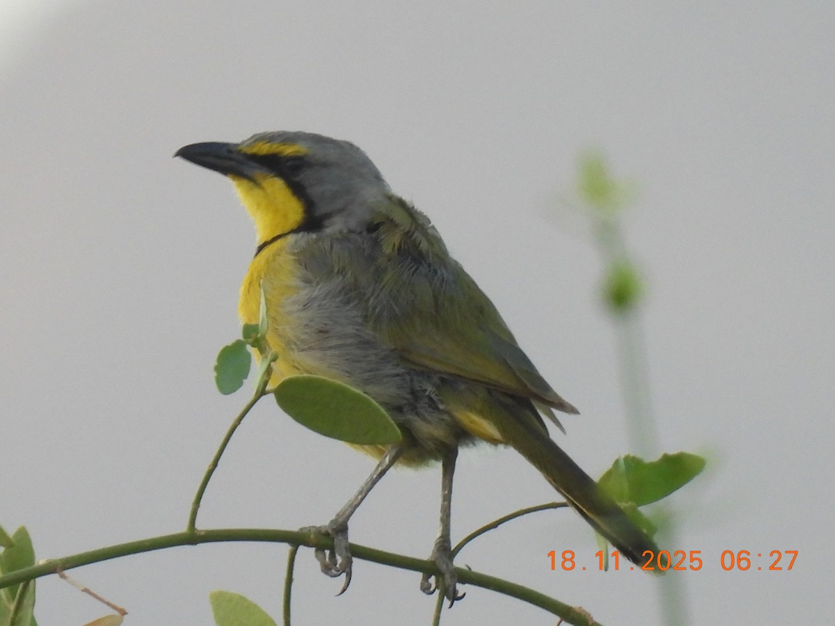 Gonolek bacbakiri - ML646798811