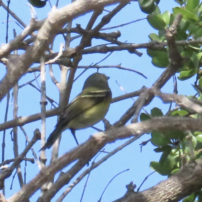 メジロモズモドキ - ML646798814