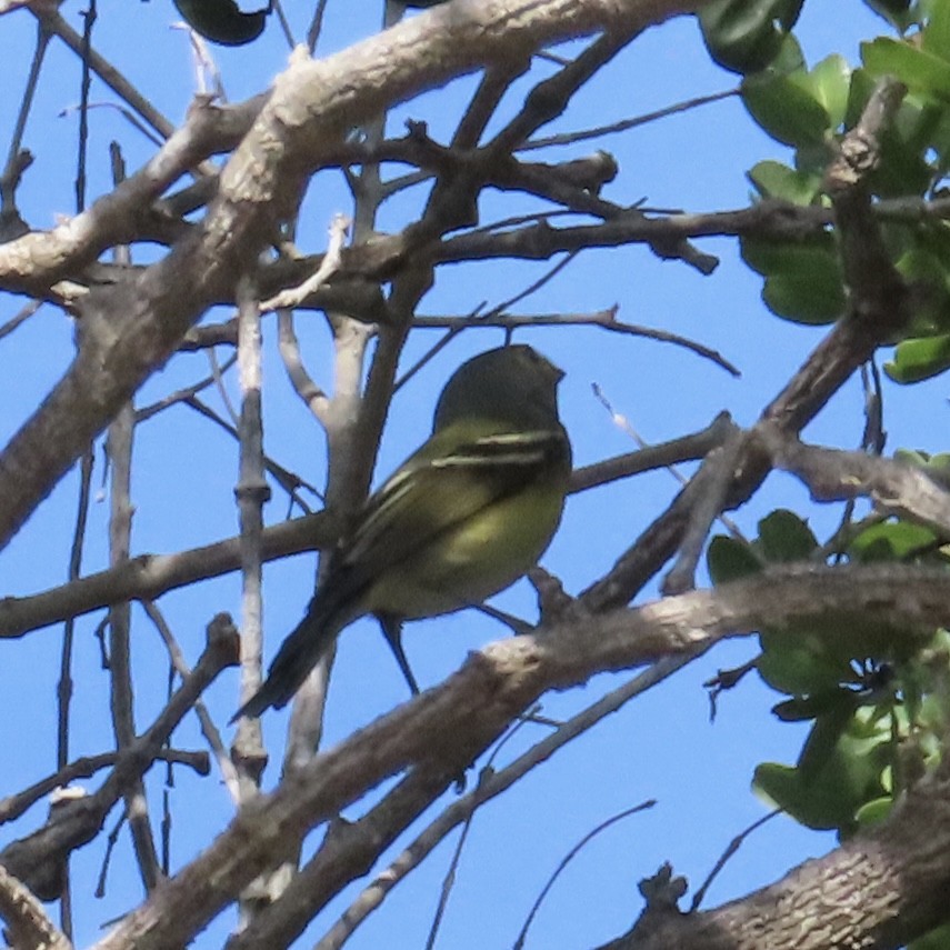 メジロモズモドキ - ML646798816