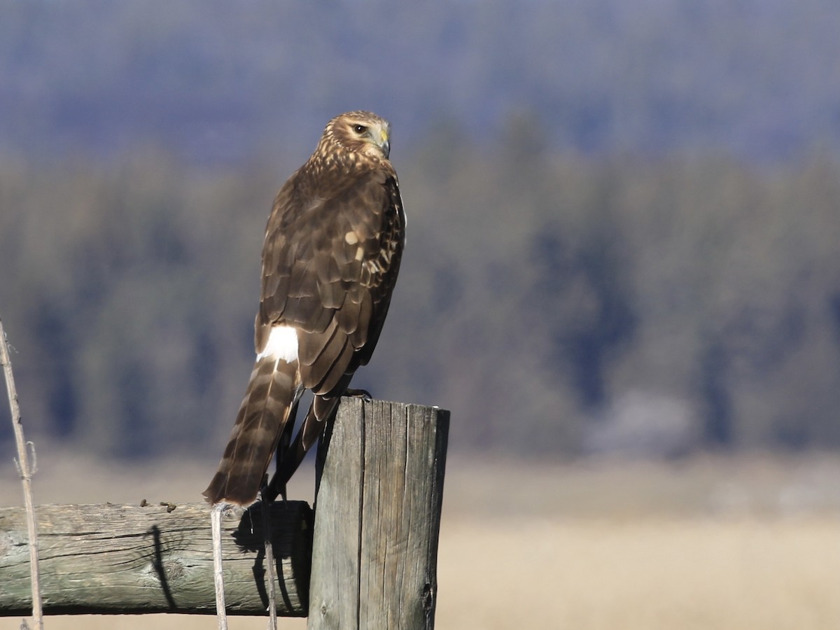 Northern Harrier - ML646798817