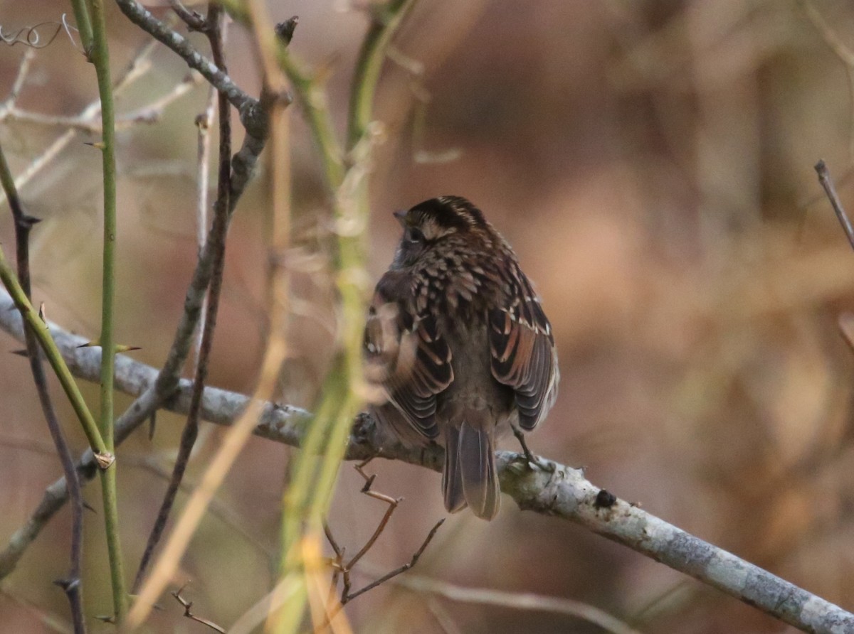 White-throated Sparrow - ML646798820