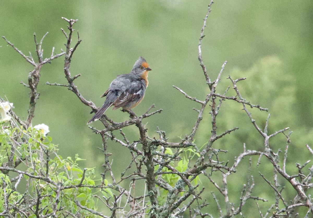 Рара червоновола - ML646798821