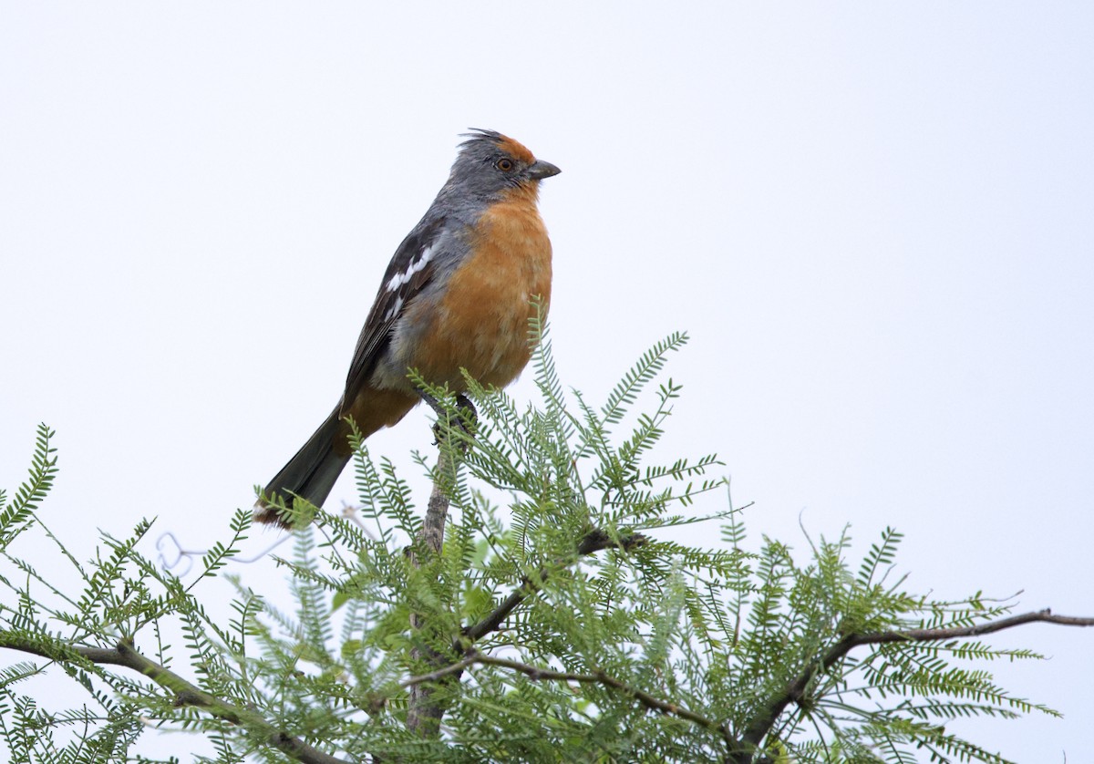 Рара червоновола - ML646798822