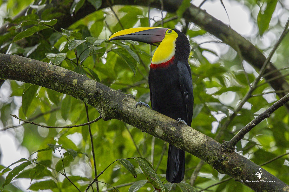 Тукан жовтошиїй - ML646798836