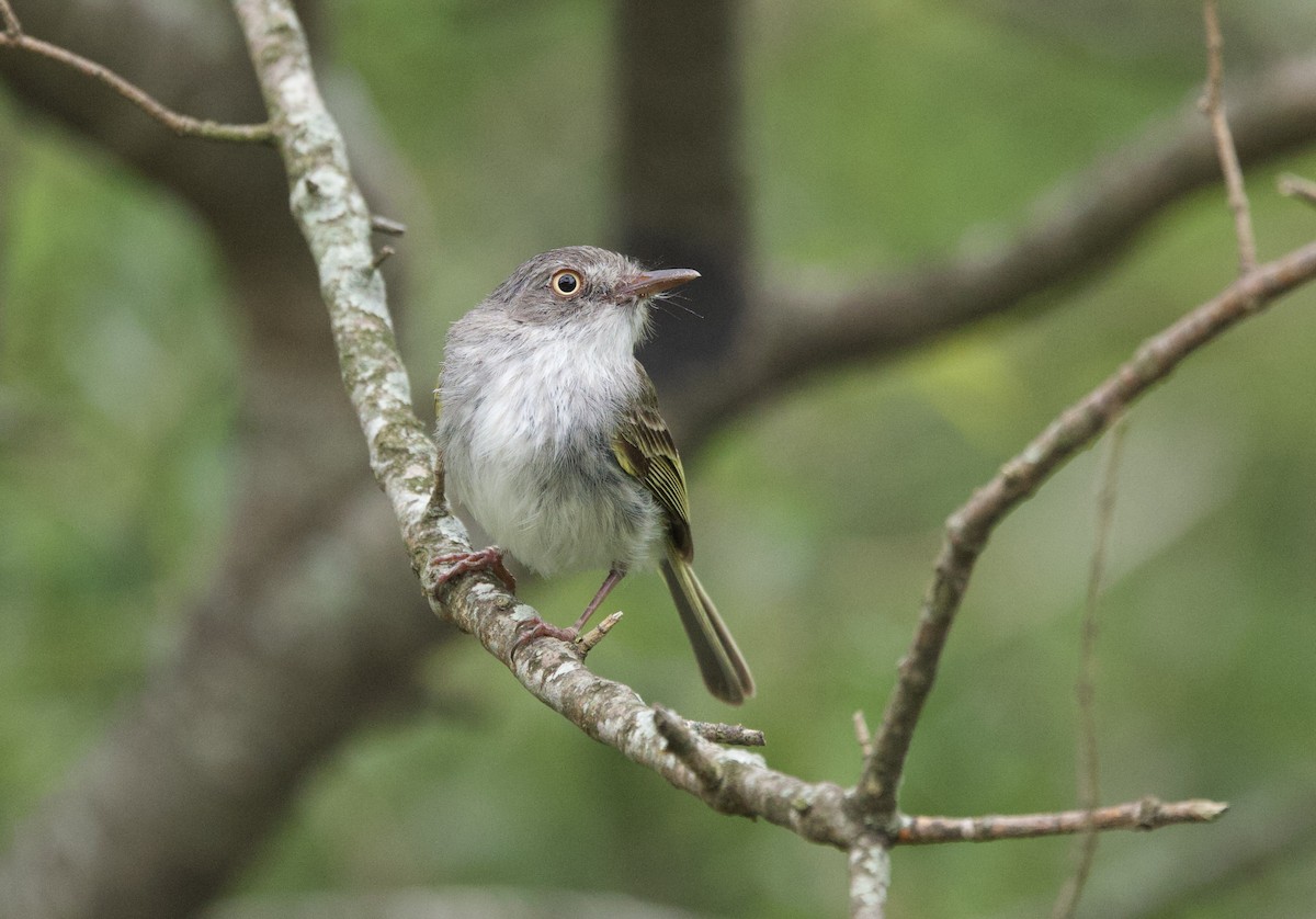 Pearly-vented Tody-Tyrant - ML646798837