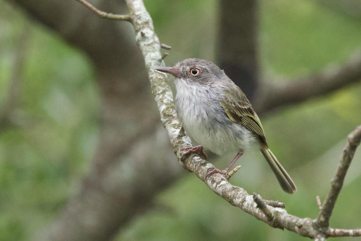 Pearly-vented Tody-Tyrant - ML646798838