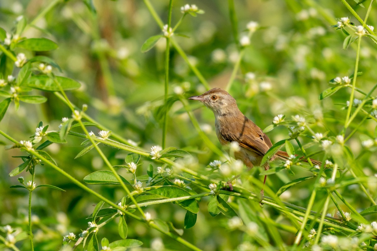 Plain Prinia - ML646798846
