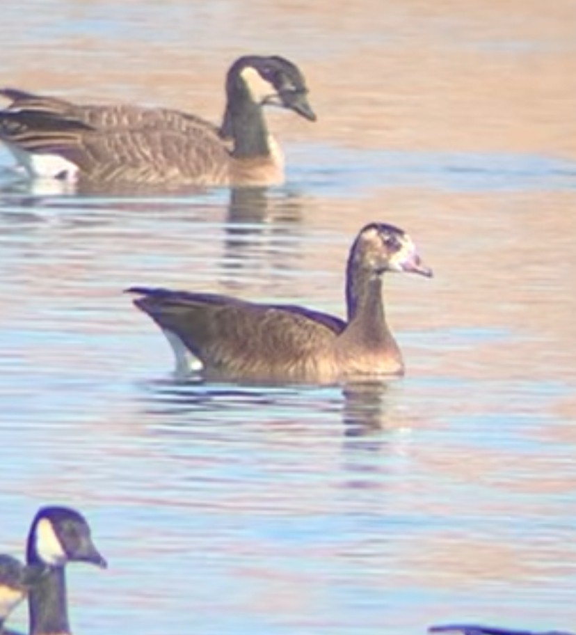 Greater White-fronted x Cackling Goose (hybrid) - ML646798850