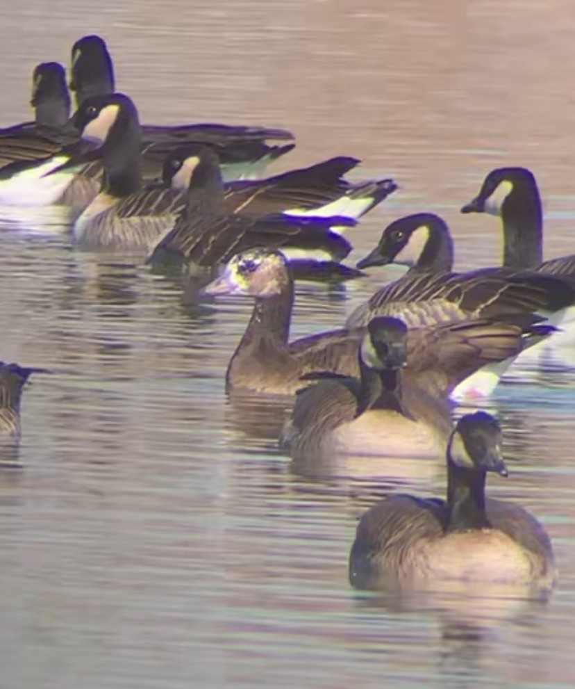 Greater White-fronted x Cackling Goose (hybrid) - ML646798851