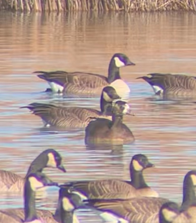 Greater White-fronted x Cackling Goose (hybrid) - ML646798852