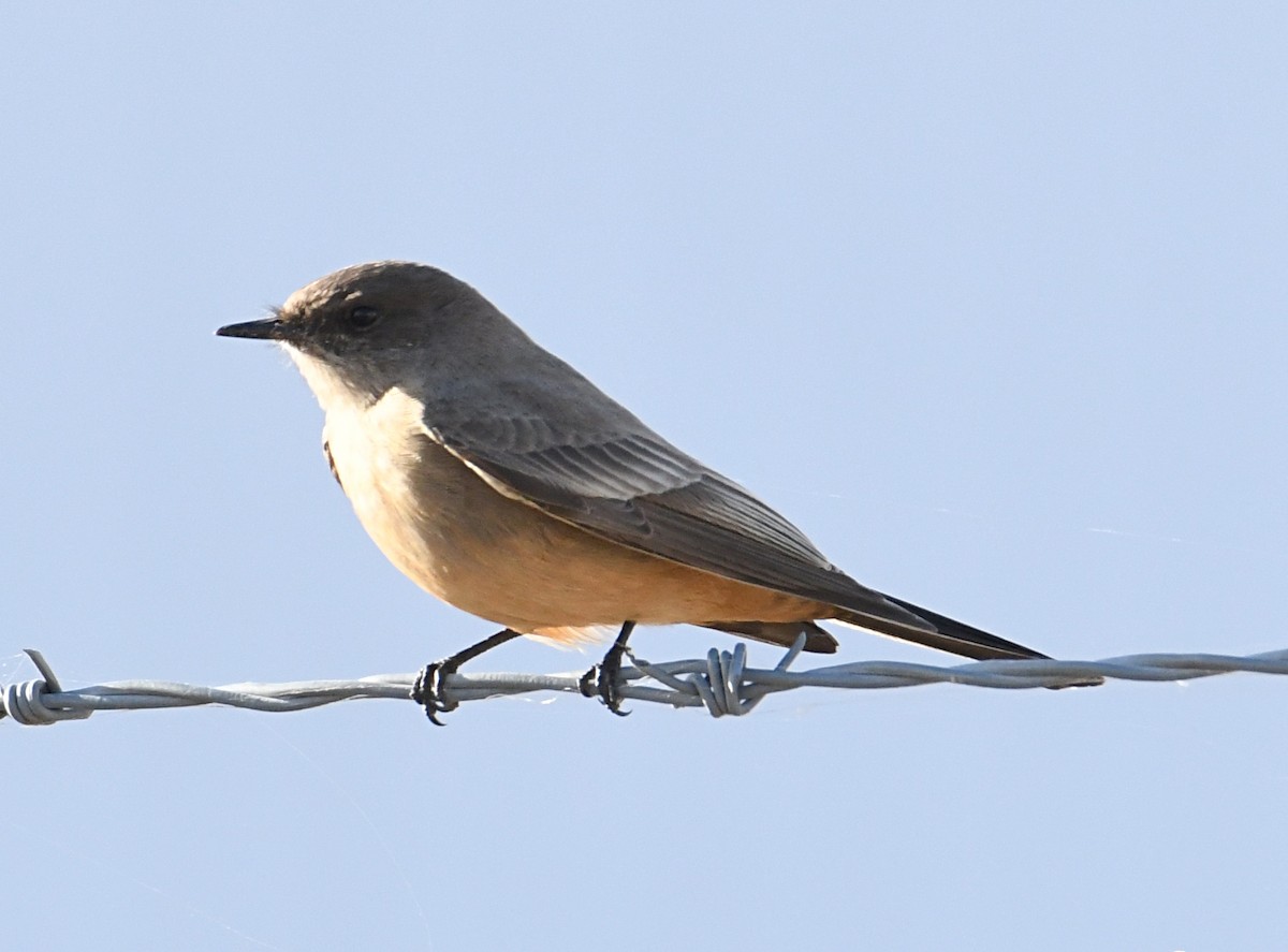 Say's Phoebe - ML646798853