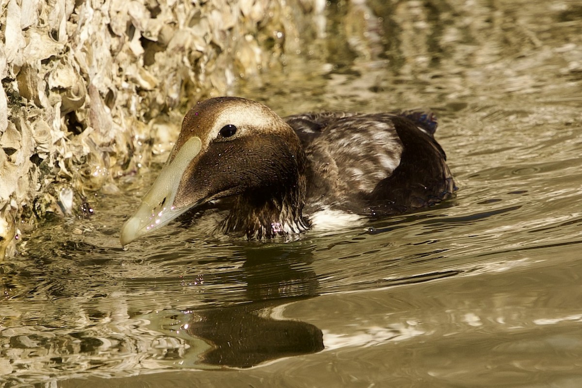 kajka mořská (ssp. dresseri) - ML646798854