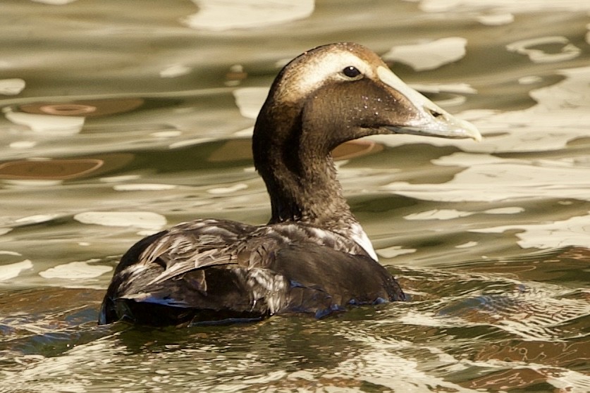 kajka mořská (ssp. dresseri) - ML646798855