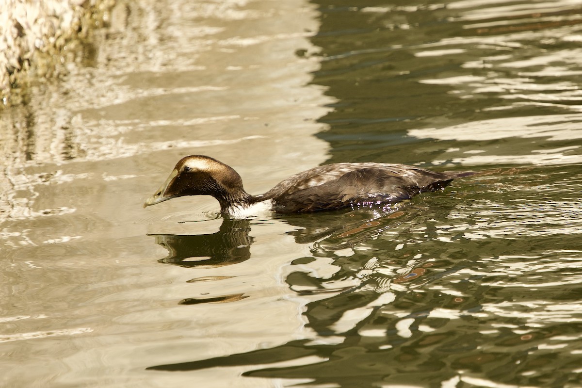 kajka mořská (ssp. dresseri) - ML646798856