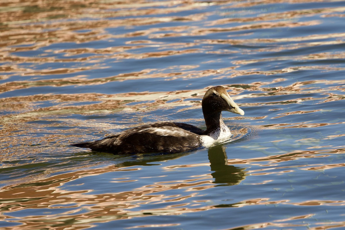 kajka mořská (ssp. dresseri) - ML646798857