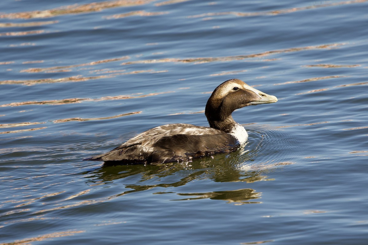 kajka mořská (ssp. dresseri) - ML646798858