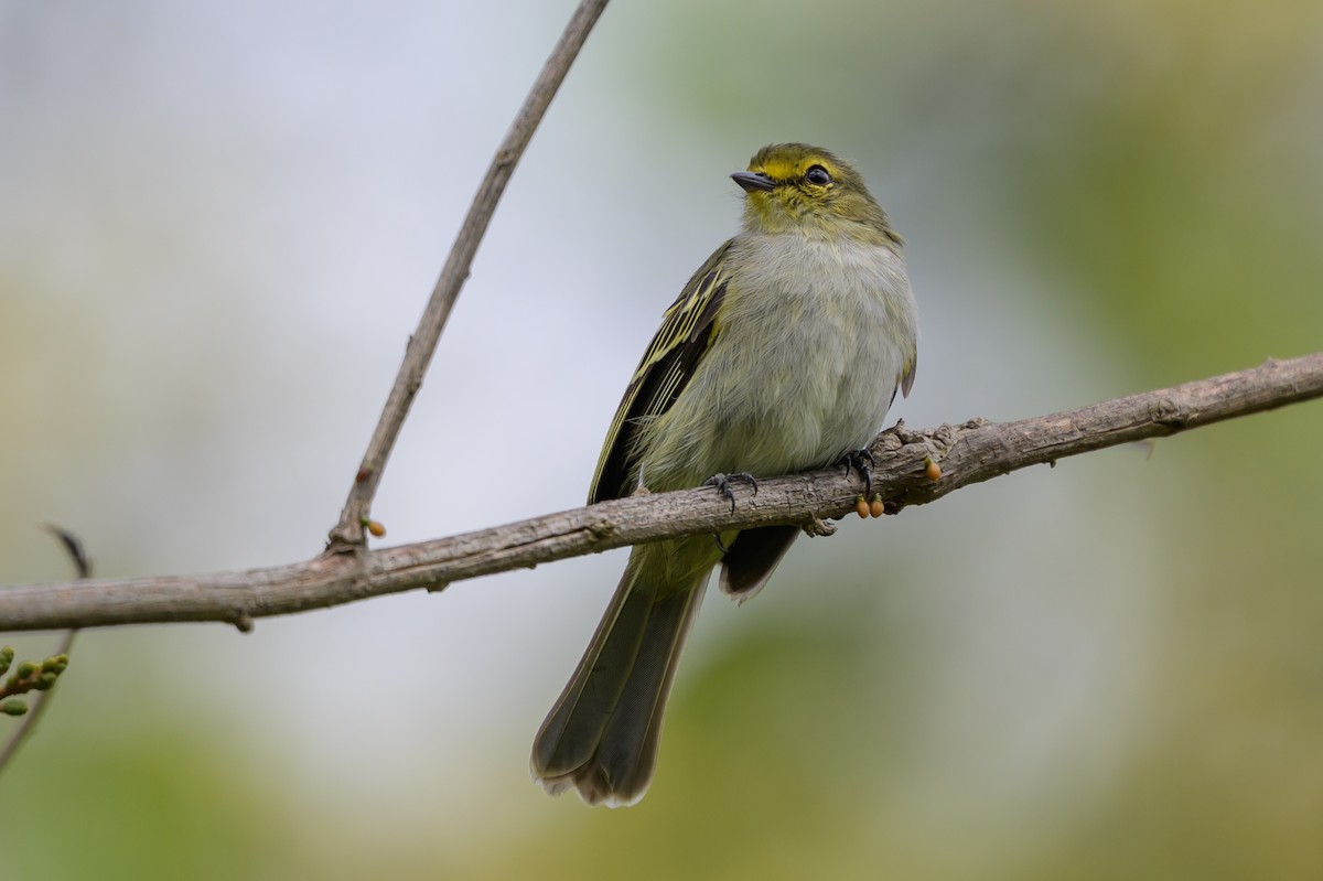 Golden-faced Tyrannulet - ML646798859