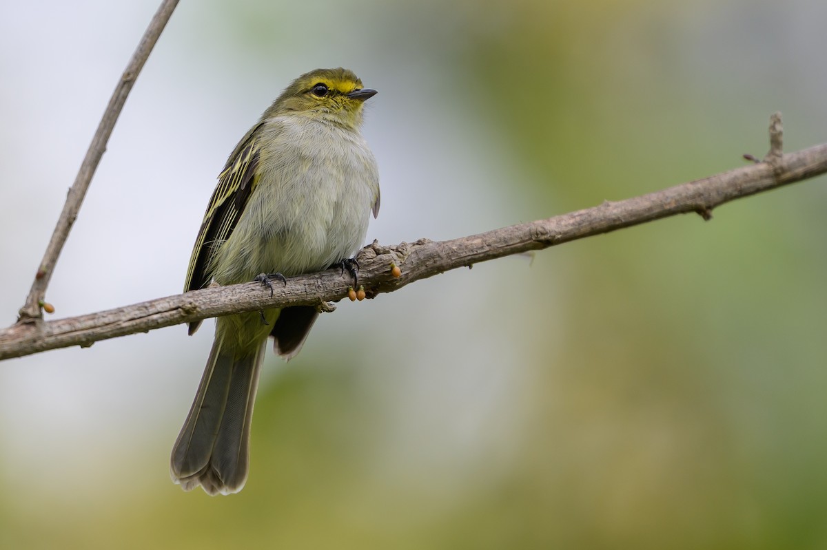 Golden-faced Tyrannulet - ML646798860