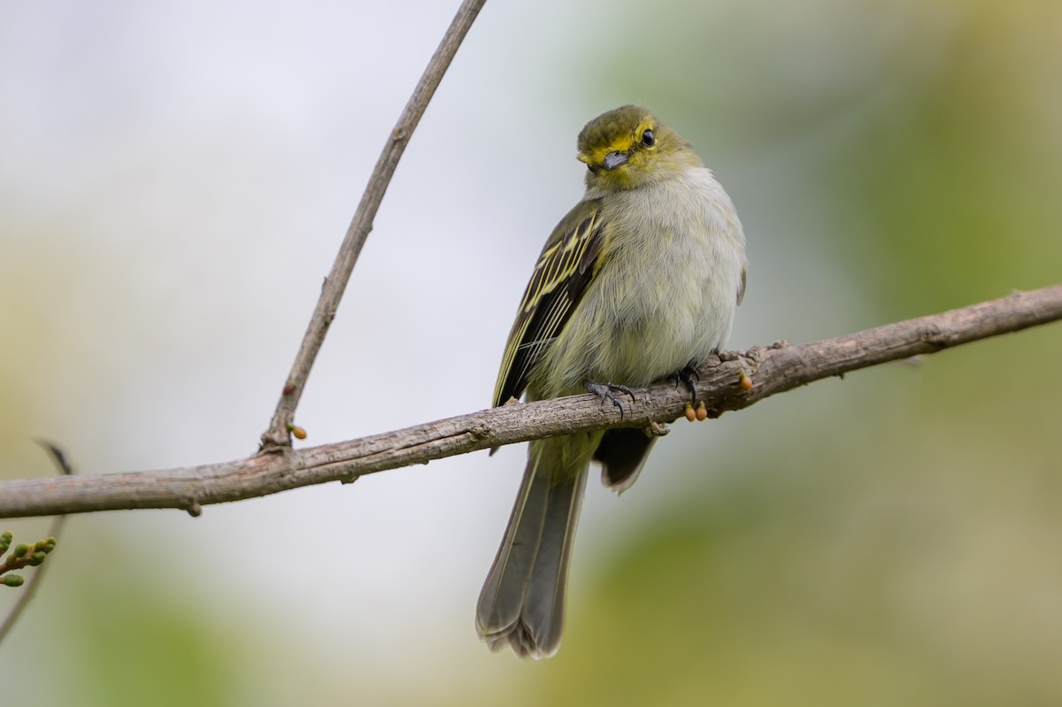 Golden-faced Tyrannulet - ML646798861