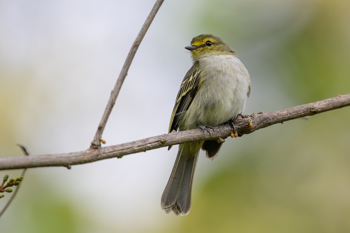 Golden-faced Tyrannulet - ML646798862