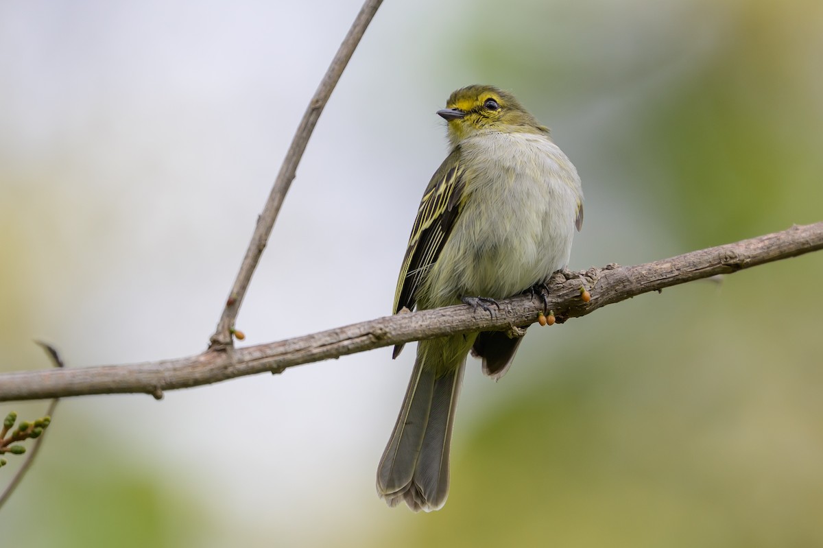 Golden-faced Tyrannulet - ML646798863