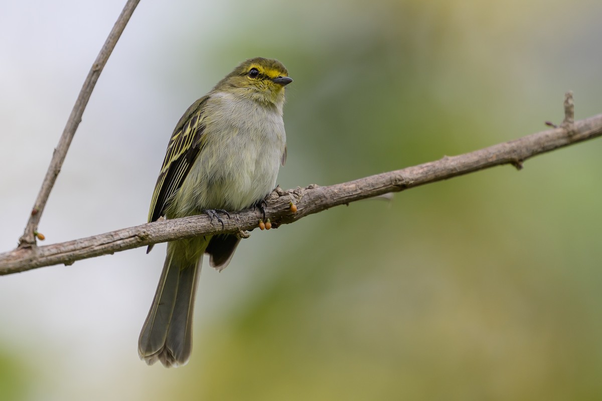 Golden-faced Tyrannulet - ML646798864
