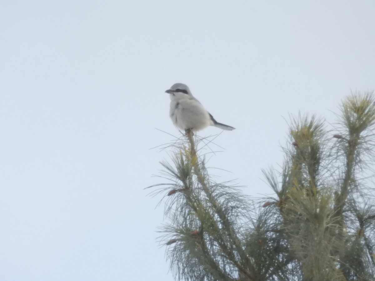 Antzandobi boreala - ML646798865