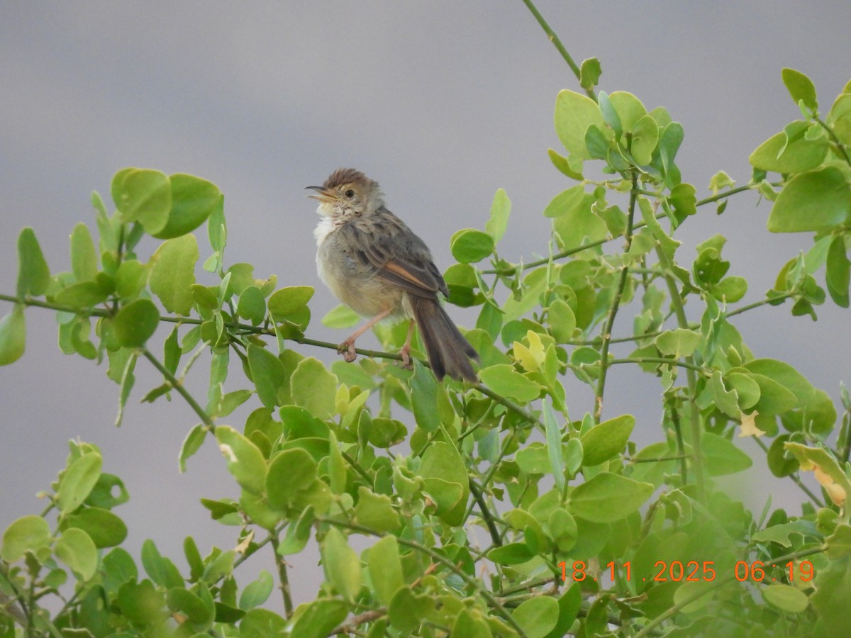 Rattling Cisticola - ML646798866