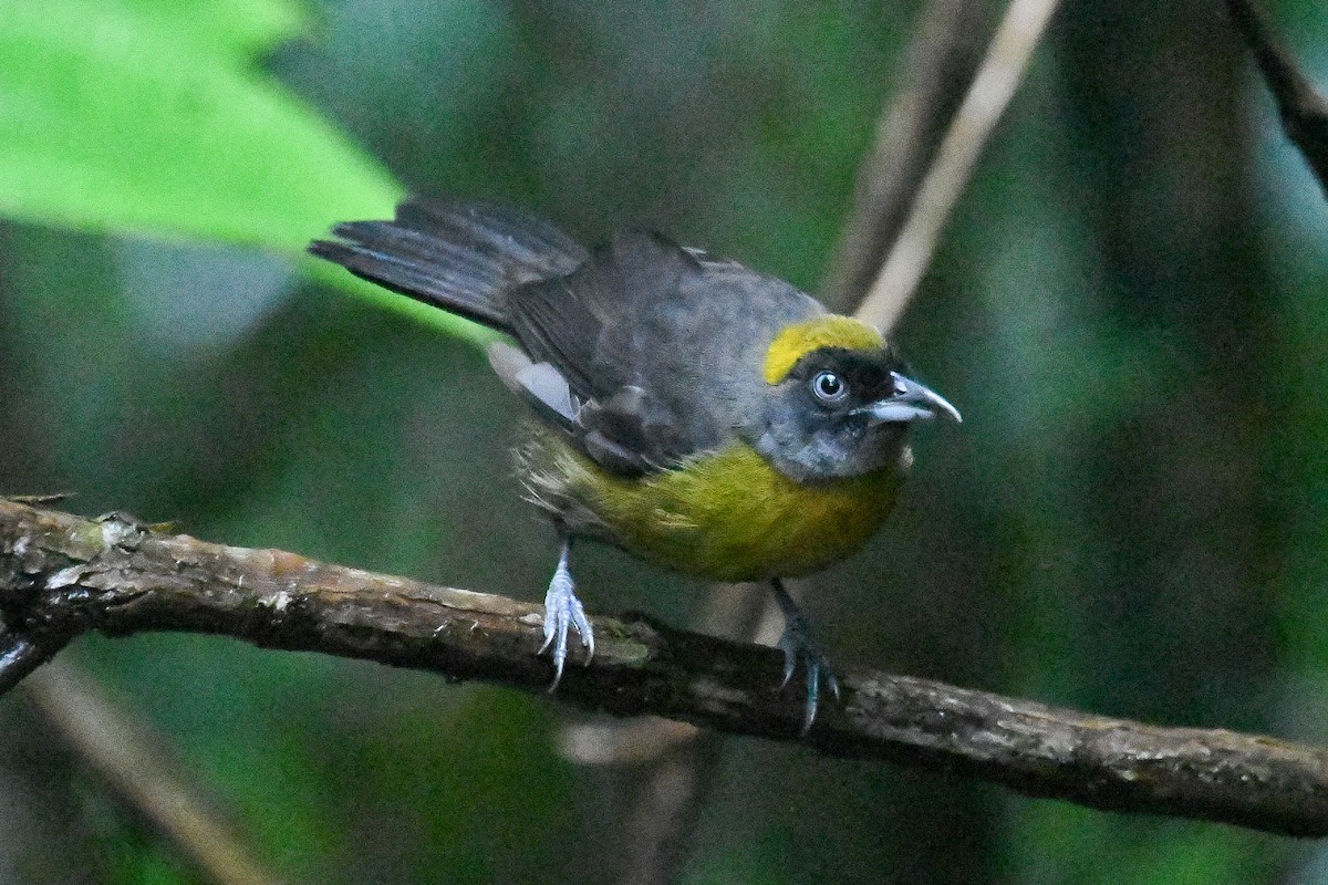 Dusky-faced Tanager - ML646798869