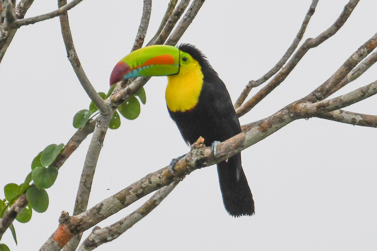 Keel-billed Toucan - ML646798874