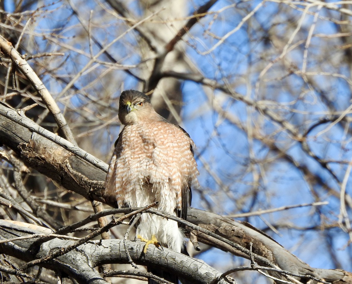 Cooper's Hawk - ML646798878
