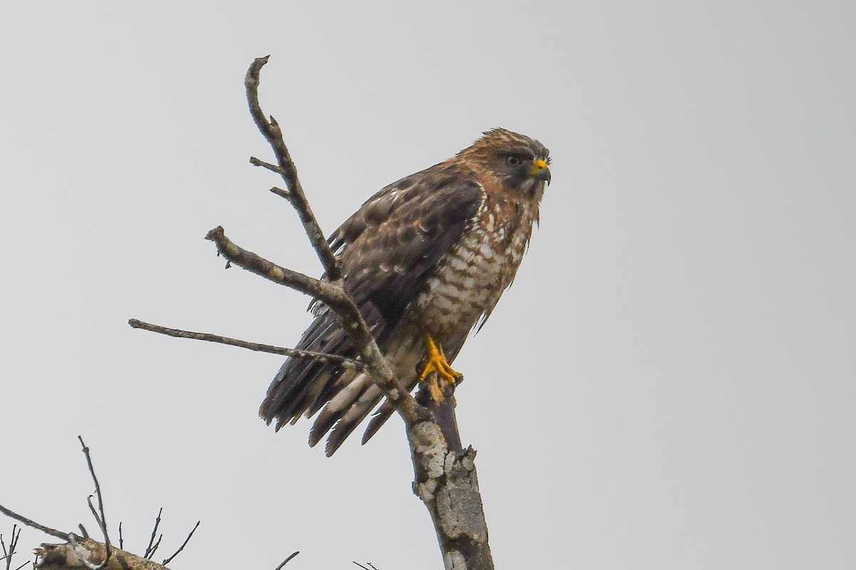 Broad-winged Hawk - ML646798880
