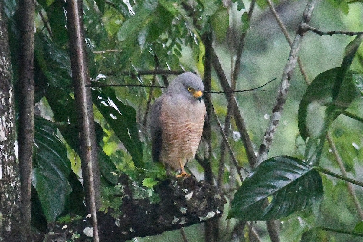 Roadside Hawk - ML646798889