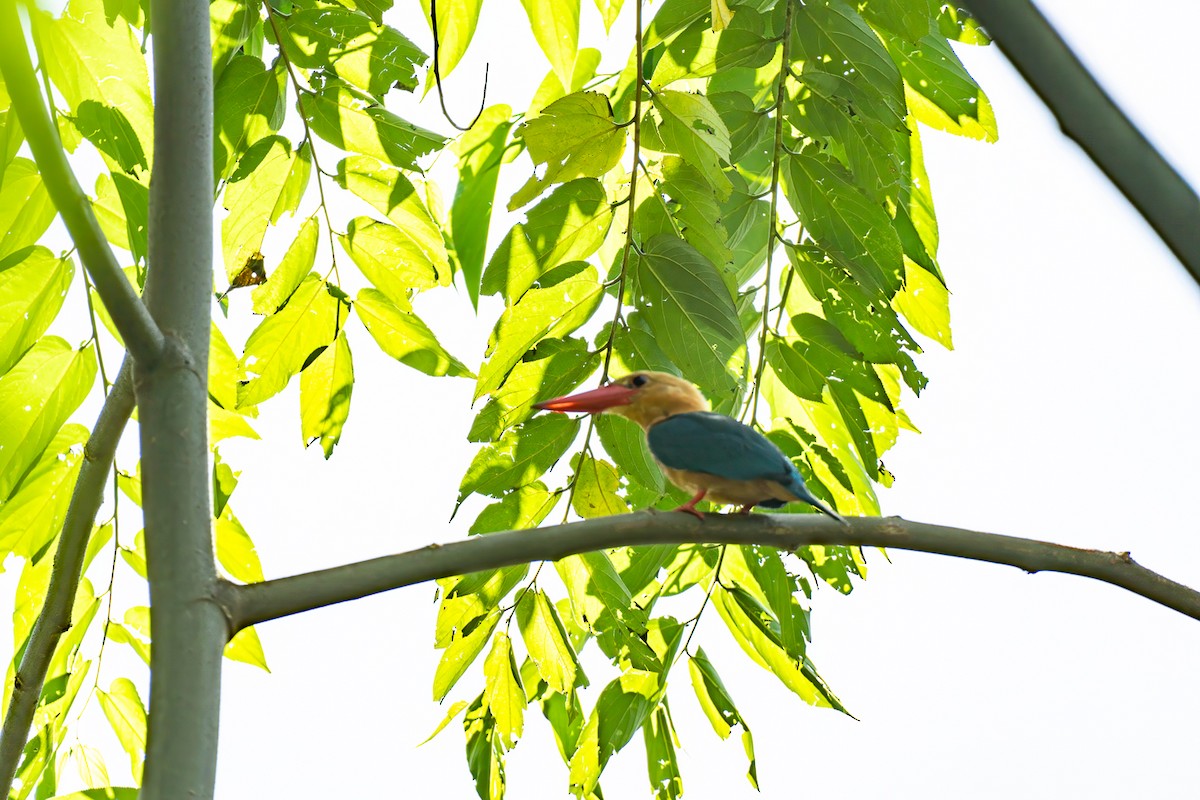 Аистоклювый гуриал - ML646798894