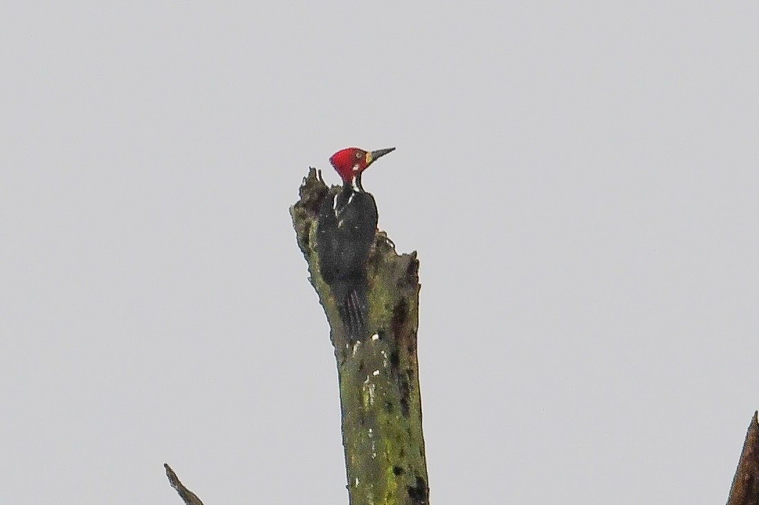 Lineated Woodpecker - ML646798895