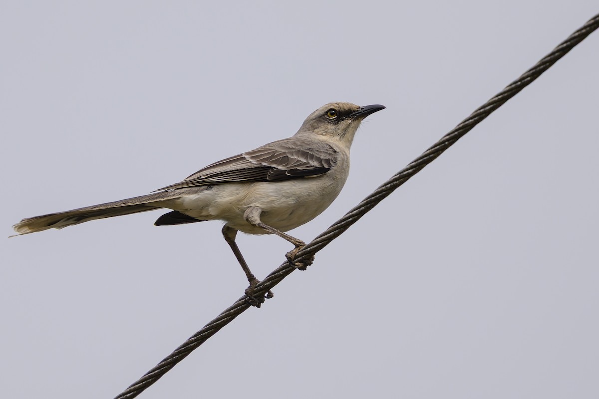 Tropical Mockingbird - ML646798897