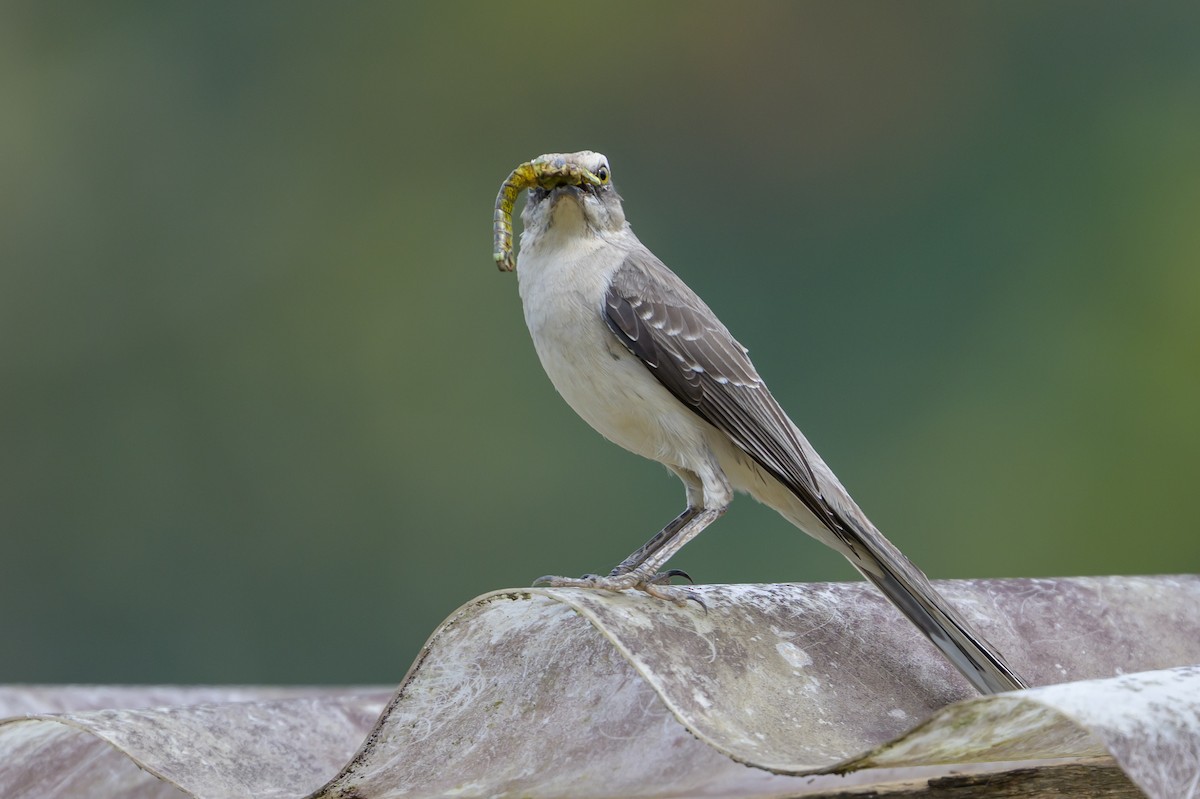 Tropical Mockingbird - ML646798898