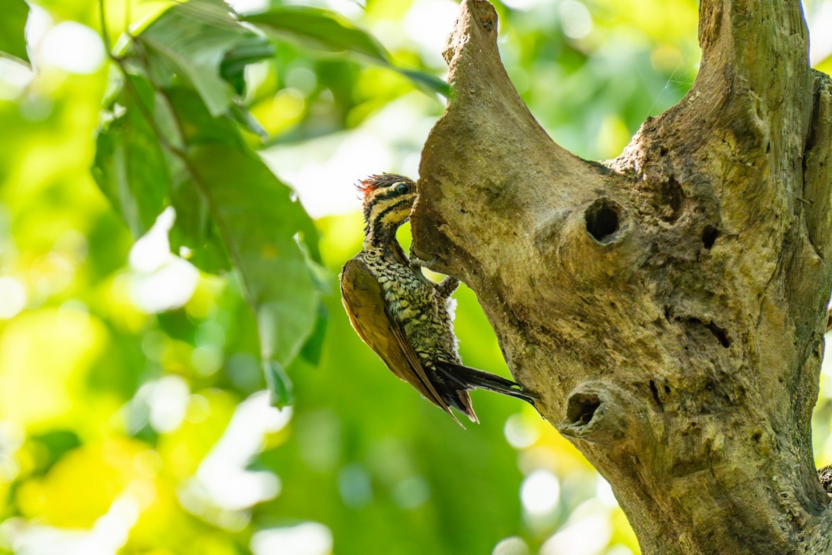 ノドホシミユビゲラ - ML646798900