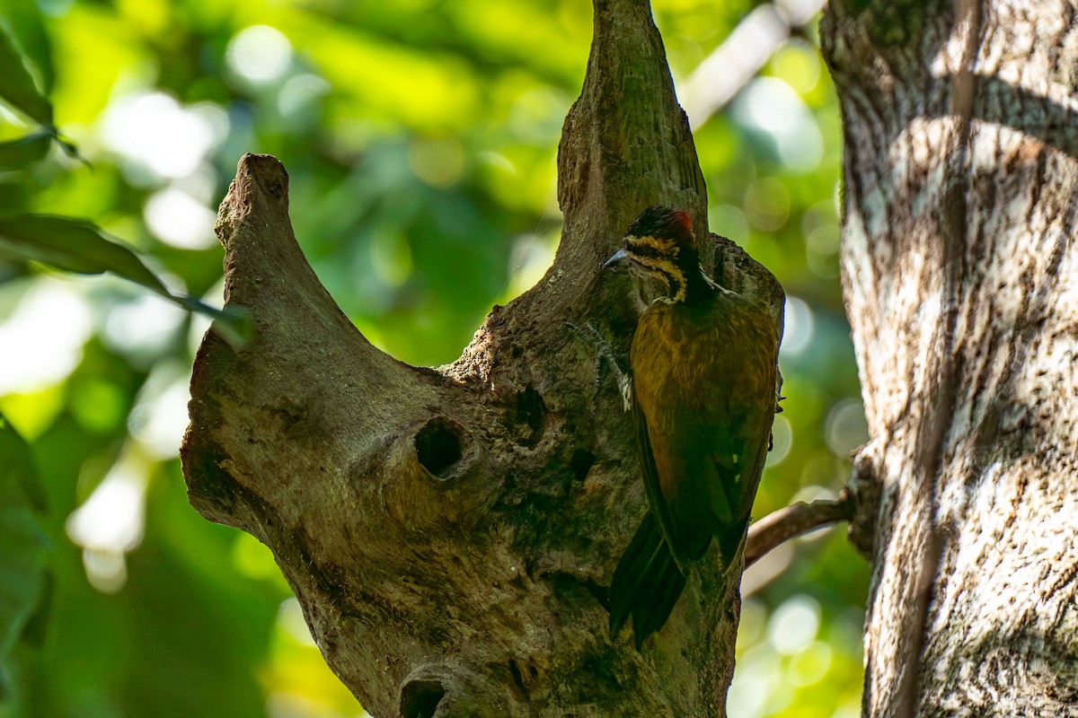 ノドホシミユビゲラ - ML646798901