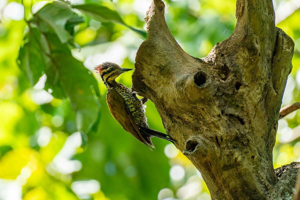 ノドホシミユビゲラ - ML646798902