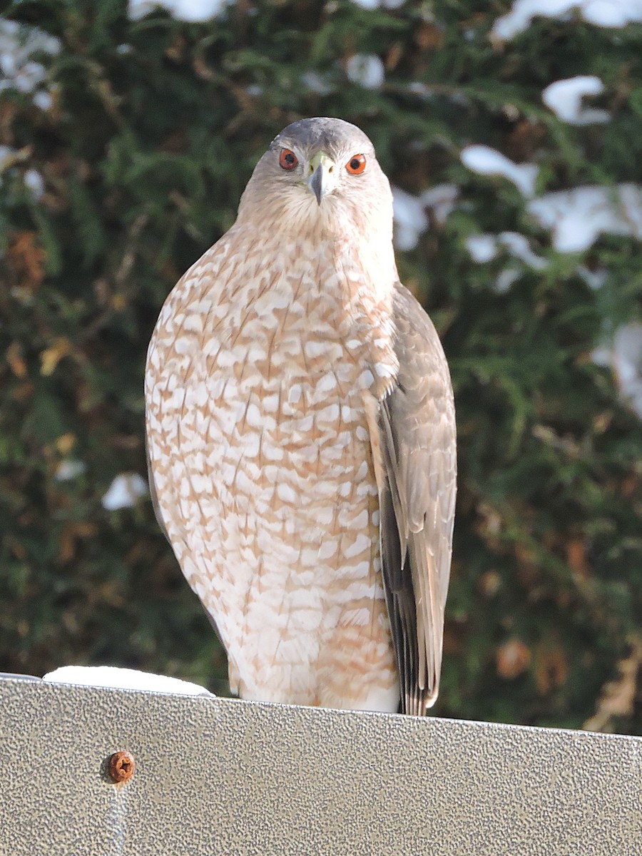 Cooper's Hawk - ML646798903