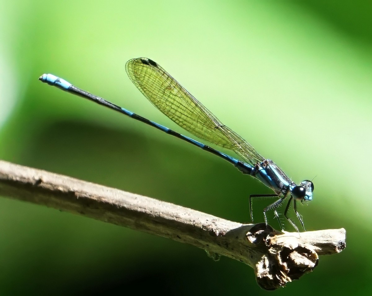 Varied Dancer - ML646798905