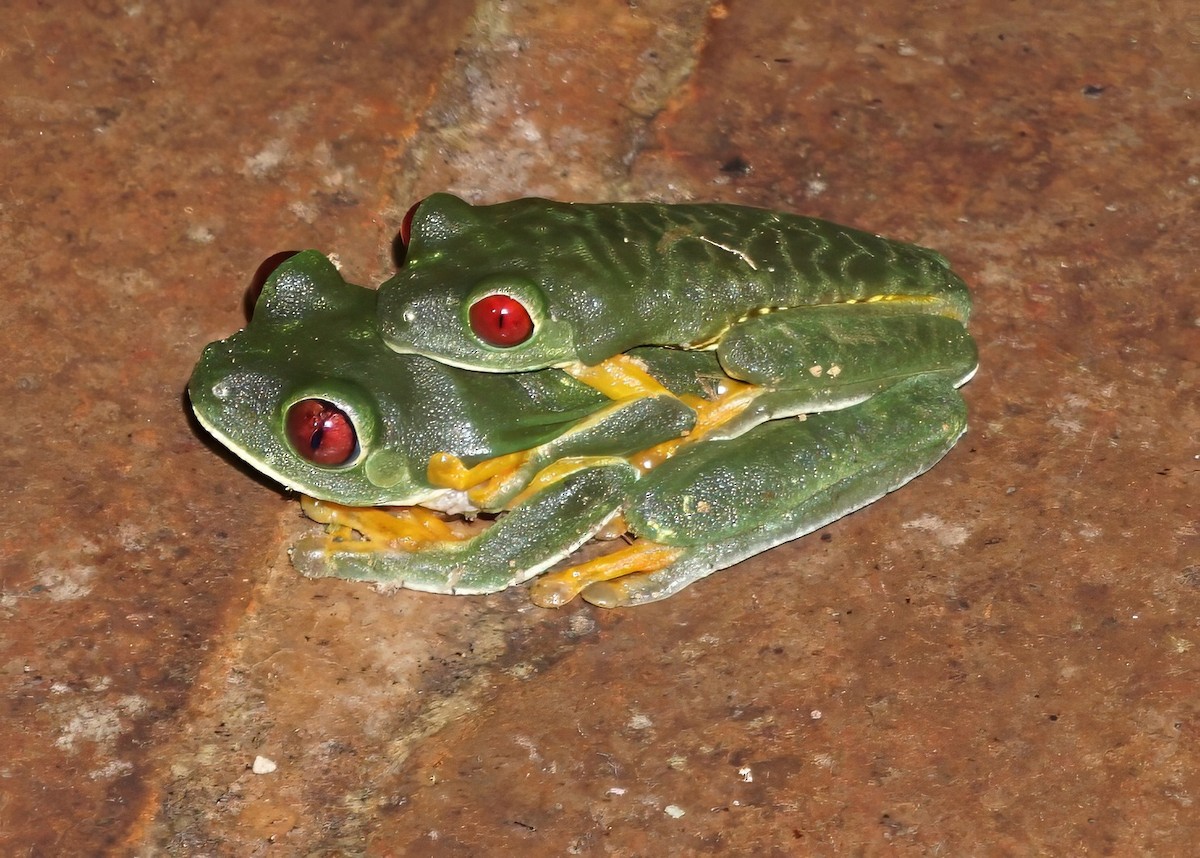 Red-eyed Tree Frog - ML646798906