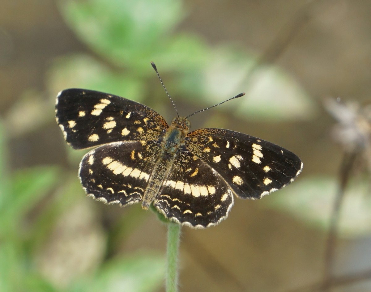 Pale-banded Crescent - ML646798907