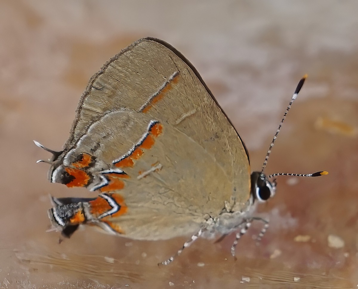 Insects - ML646798908