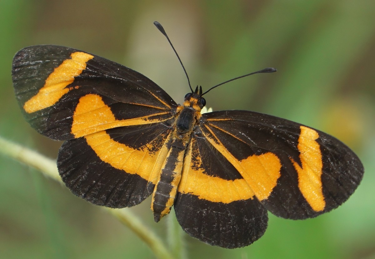 Elf Butterfly - ML646798909