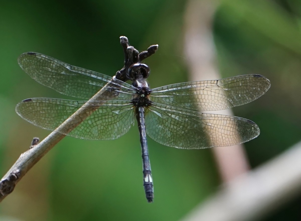 White-tailed Sylph - ML646798910
