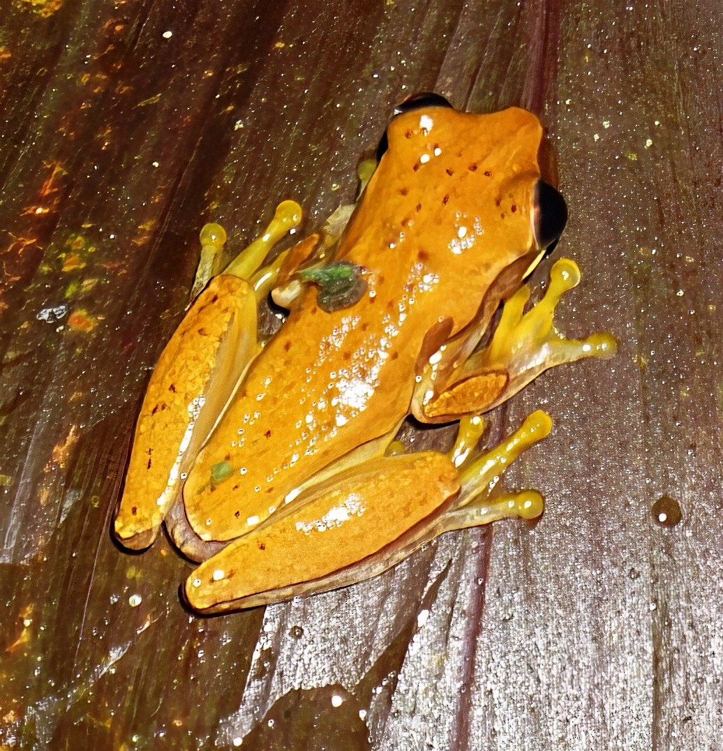 Yellow Tree Frog - ML646798911